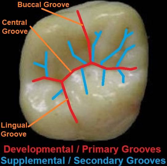 Dental Anatomy Mastery - Mnemonics